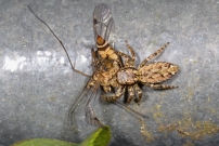 Une Saltique. Une femelle (Araneae - Salticidae - Marpissa muscosa)